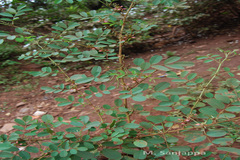 Indigofera tinctoria